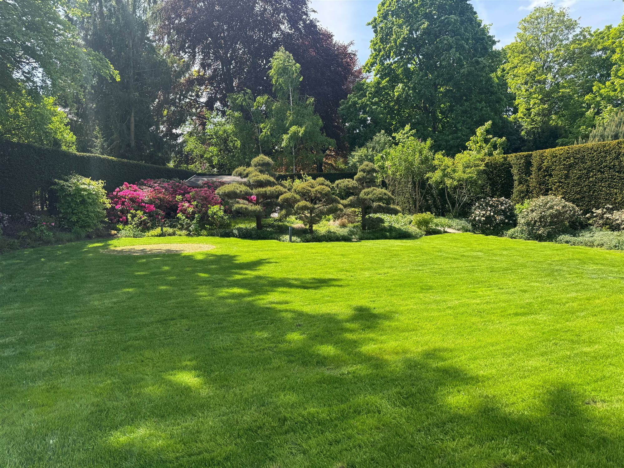 Gepflegter Privatgarten mit Rasenfläche, Formgehölzen und Rhododendren in Berlin